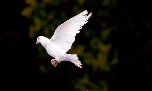 Spying for China:India releases pigeon after 8 months
