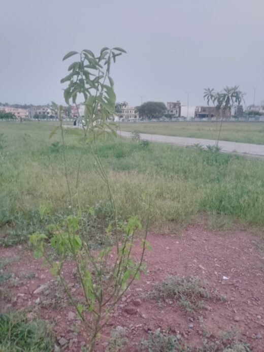 Fruit trees plantations in G-14,13 Sectors: FGEHA is worthy of emulation by CDA,others departments