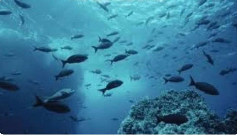 World Ocean Day 2026 Highlights Urgent Need to Protect Marine Ecosystems Writing